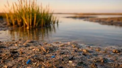 Microplastiche nei sedimenti: perché le zone umide costiere possono diventare un filtro naturale