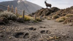 Il muflone al Teide: perché a Tenerife un erbivoro può diventare una specie invasiva